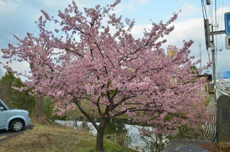 ピンクの濃い桜が国道1号線を彩ります♪
