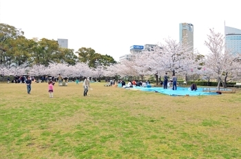 桜の馬場(広場を囲むソメイヨシノ)