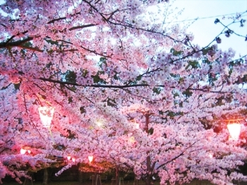 桜の馬場(ライトアップ)
