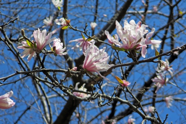 前々号で　グーの　コブシを載せましたので<br>咲きました　パーの　コブシの花が　初めて見たかも