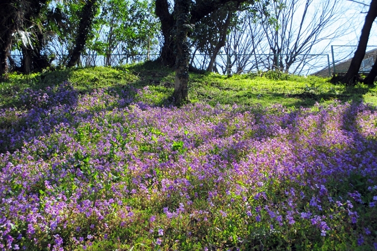 急斜面に咲く　紫色の春の花