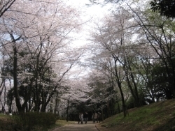 西千葉駅から徒歩20分ほどで到着する千葉公園です。ここは毎年沢山のお花見客で溢れかえります。