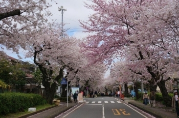 桜のトンネル・・うっとりします。