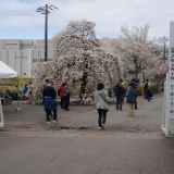 桜お花見スポット　国立遺伝学研究所　【三島市】