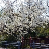 桜お花見スポット　源兵衛川沿い　【三島市】
