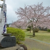 桜お花見スポット　佐野見晴台　やまばと公園　【三島市】
