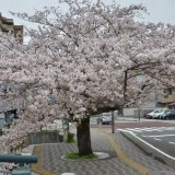 桜お花見スポット　三島市役所　【三島市】
