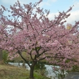 お花見桜スポット　中郷温水池北　【三島市】