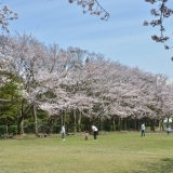 桜お花見スポット　長伏公園　【三島市】