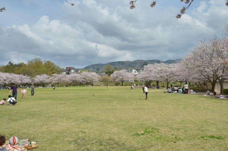 子供も喜ぶ広い芝生を囲む桜・・
