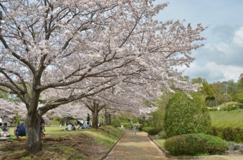 遊歩道も桜でいっぱい