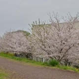 桜お花見スポット　函南小学校裏来光川沿い　【田方郡函南町】