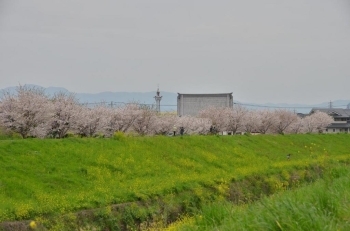 対岸も桜の木がたくさんあります