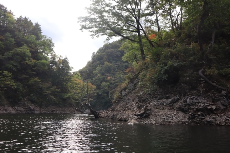 「10月16日から始まる《長井 百秋湖の遊覧船》のプレ遊覧に行ってきました。」