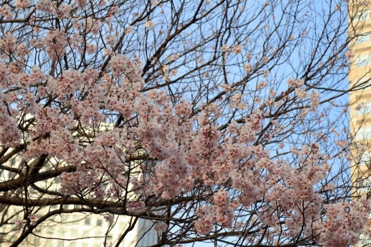 新宿中央公園・高遠小彼岸桜