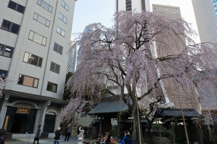 常圓寺・枝垂桜