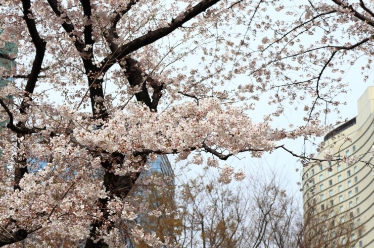新宿中央公園の染井吉野桜