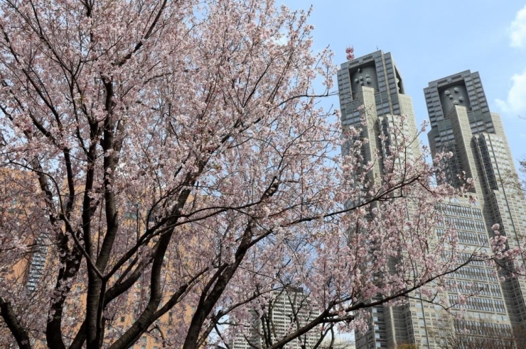 新宿中央公園から高遠小彼岸桜越しに見る東京都庁本庁舎