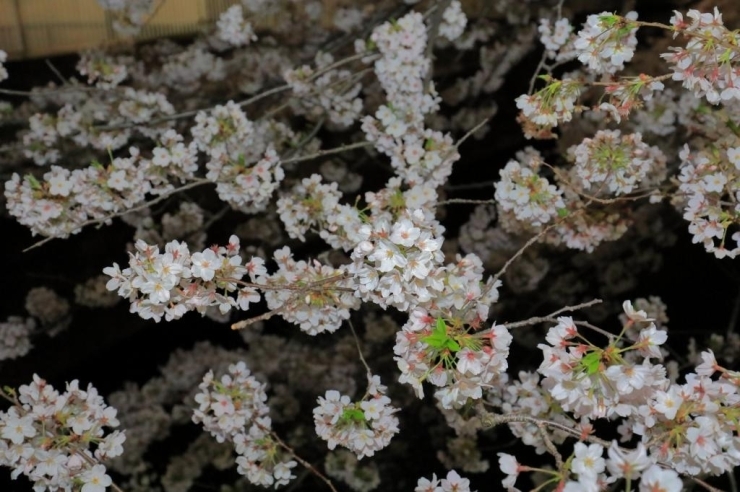 神田上水公園の染井吉野桜