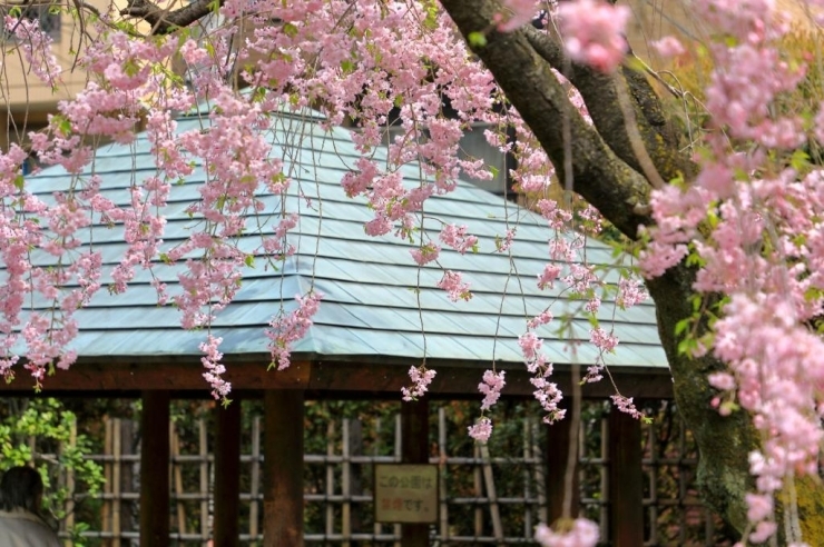 藤兵衛公園(高田馬場)の枝垂桜