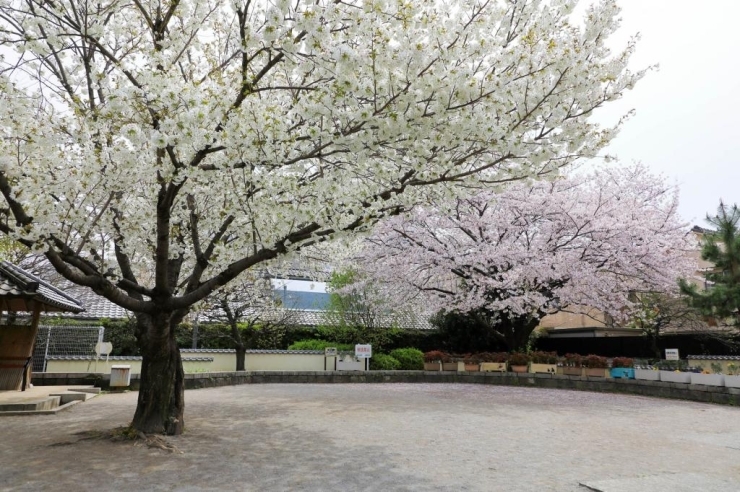 若宮公園(神楽坂)の大島桜と染井吉野桜