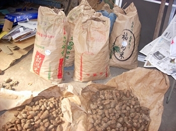 提供された里芋は600kg（1袋20kg×30袋）