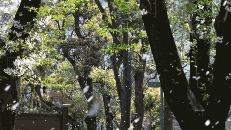 新宿中央公園(西新宿)の染井吉野桜