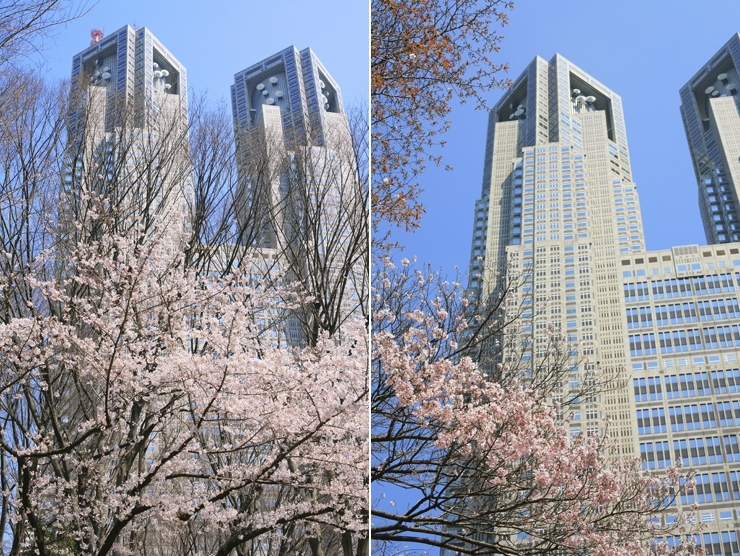 満開までは　もう少し　寒くなったり　暖かくなったり