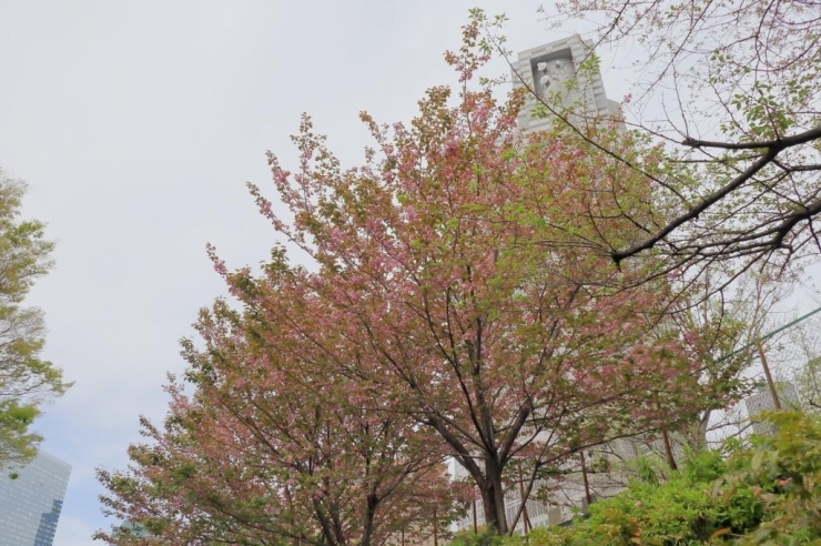 新宿中央公園(西新宿) 多目的運動広場の法面には遅咲きの八重の里桜が満開