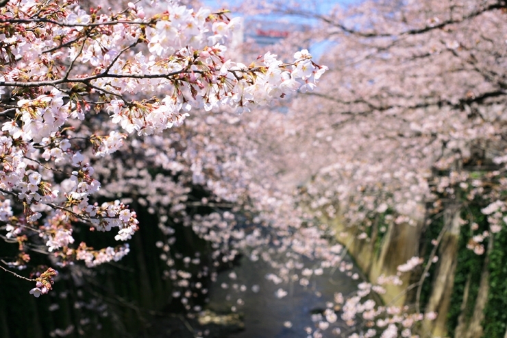 清楚で清らか　やはり　さくらの花は　いいもんだ