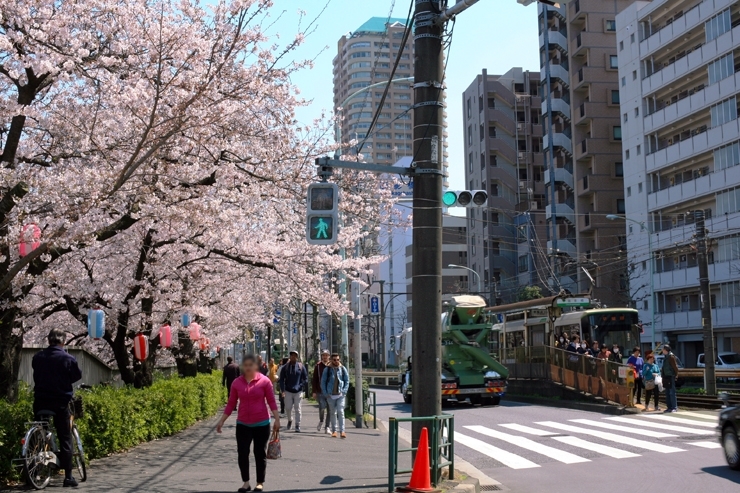 今回も　神田川沿い　２<br>花見じゃ　花見じゃ　面影橋　ぞろぞろ