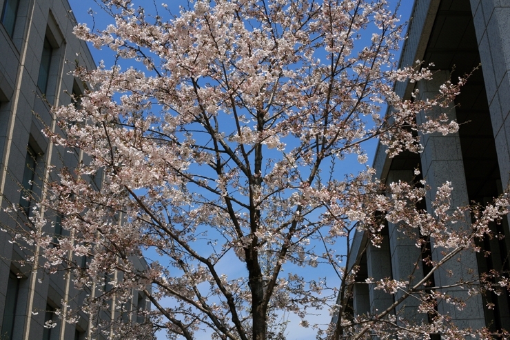 ビルに挟まれた　大輪のさくら　花火のように　パッと咲いた