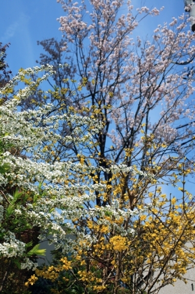 白も黄色も　桜色には　敵わない