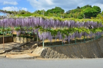 畑を１周する様に藤棚があります