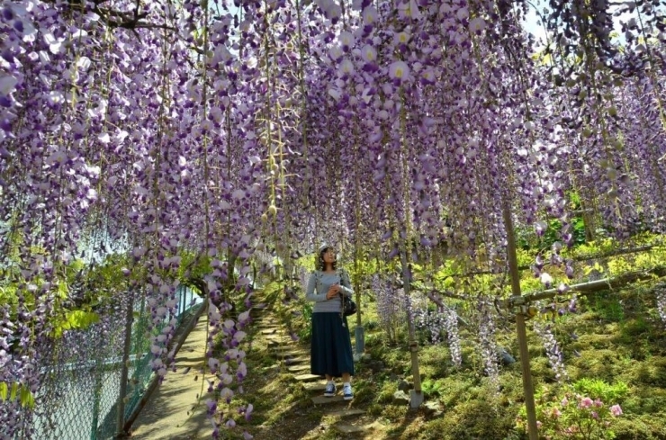 藤の花のトンネル　甘い香りで満たされます