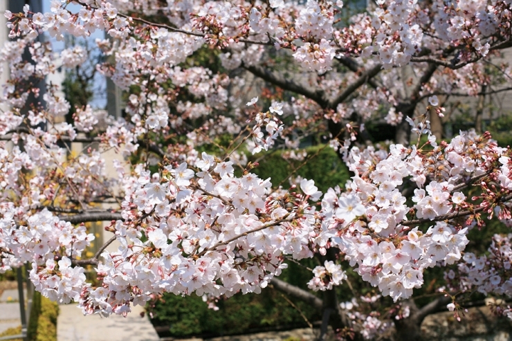 花盛り　とは　こう言う事ですね　奥が気になりますね