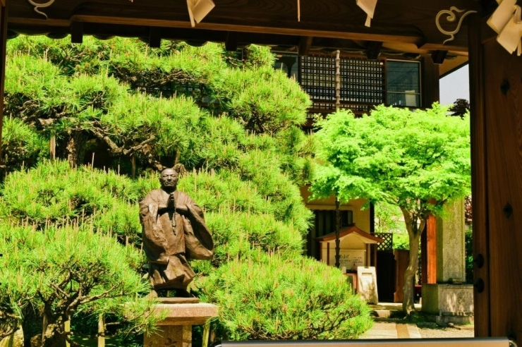 本昌寺の玄関から見える樹齢300年を超えるという長寿松