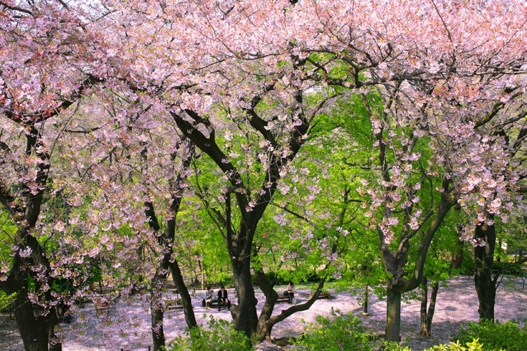 上から見ると　枝垂れ桜に　見えますね<br>あ～～のどかです