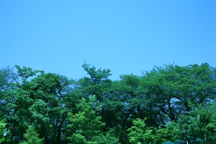 ５月の眩ゆい光が　いっぱいです　緑が清々しい