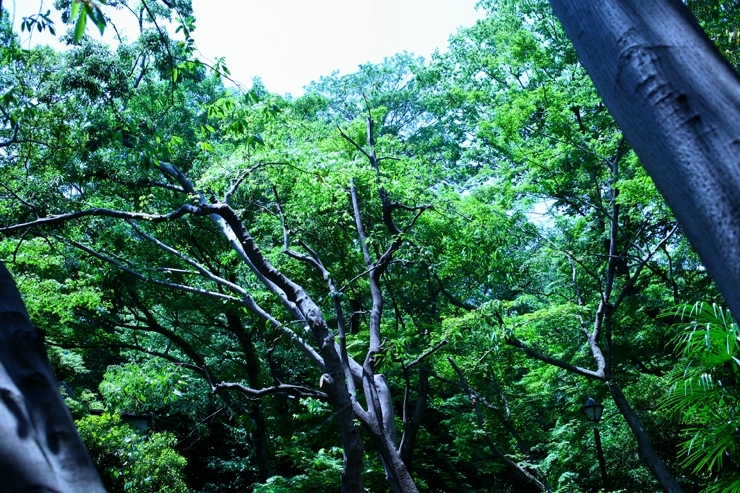 夏に向かって　木陰作りに専念する　木々たち　頼むよ～～