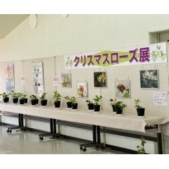 都市緑化植物園 クリスマスローズ展!!(2018)