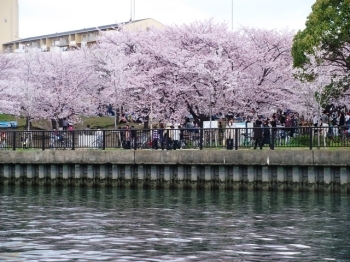 川沿いの桜風景