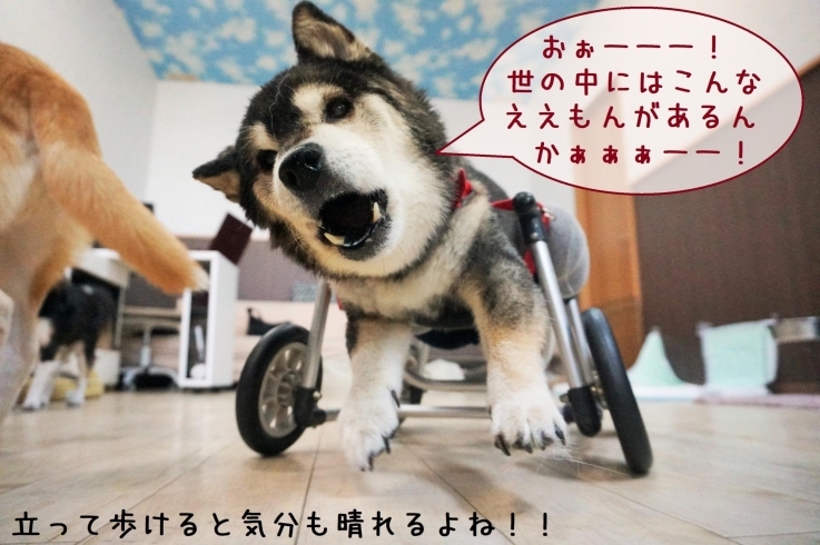 「はじめての犬用車椅子」