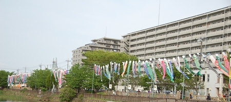 市川大野（JR武蔵野線）近くの「こざと北公園」の遊水地には、何と全部あわせると150匹のこいのぼりが！！