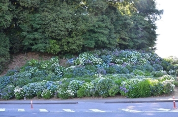 小高い丘の傾斜を使って植えられています