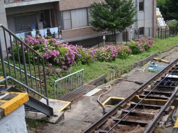 宝山寺駅周辺も紫陽花が綺麗。