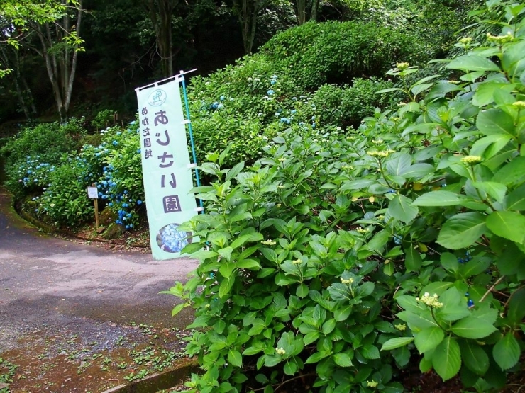 あじさい園到着(^o^)<br>生駒山上駅から徒歩20分位です。