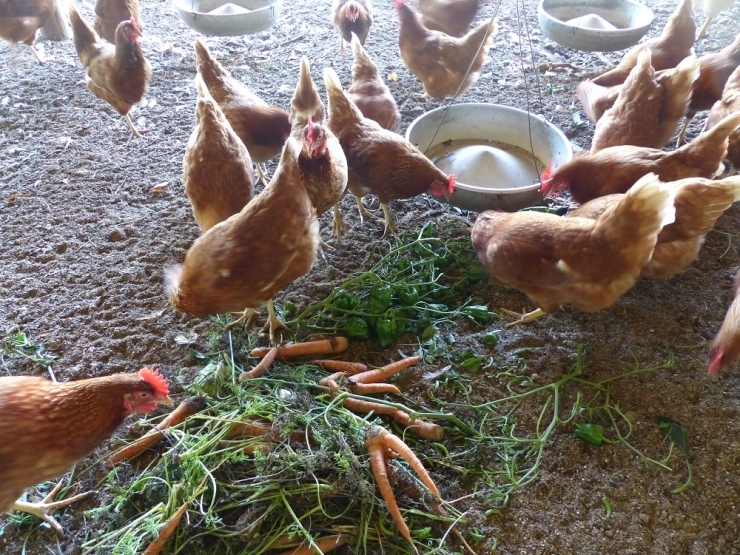 鴻江農園では、循環農法をしているので元気なニワトリは必須です。