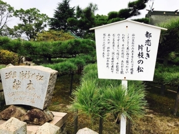 片枝の松（正面）