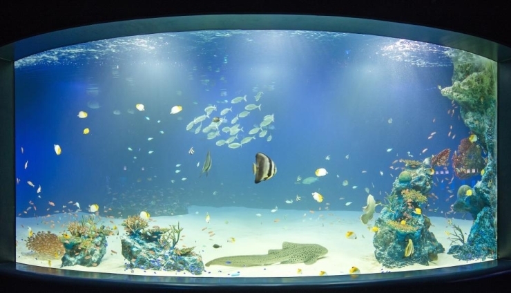 特別にライトアップされた夜の水族館「マリホ水族館」を貸し切りで楽しめます。